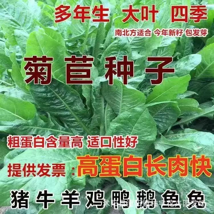 Общие Семена Цикория Многолетние Морозостойкие Высокоурожайные Кормовые Семена Южный Овцы Крупный Рогатый Скот Кролик Курица Утка Гусь Бесплатная Доставка