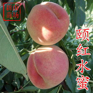 ���U�tˮ�����硿8���������״��S�a�׹��������O�����Ә���