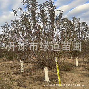 �|�����x���Ĺ�����С�^��@�������Ę���~��ľ���庣�ı�������