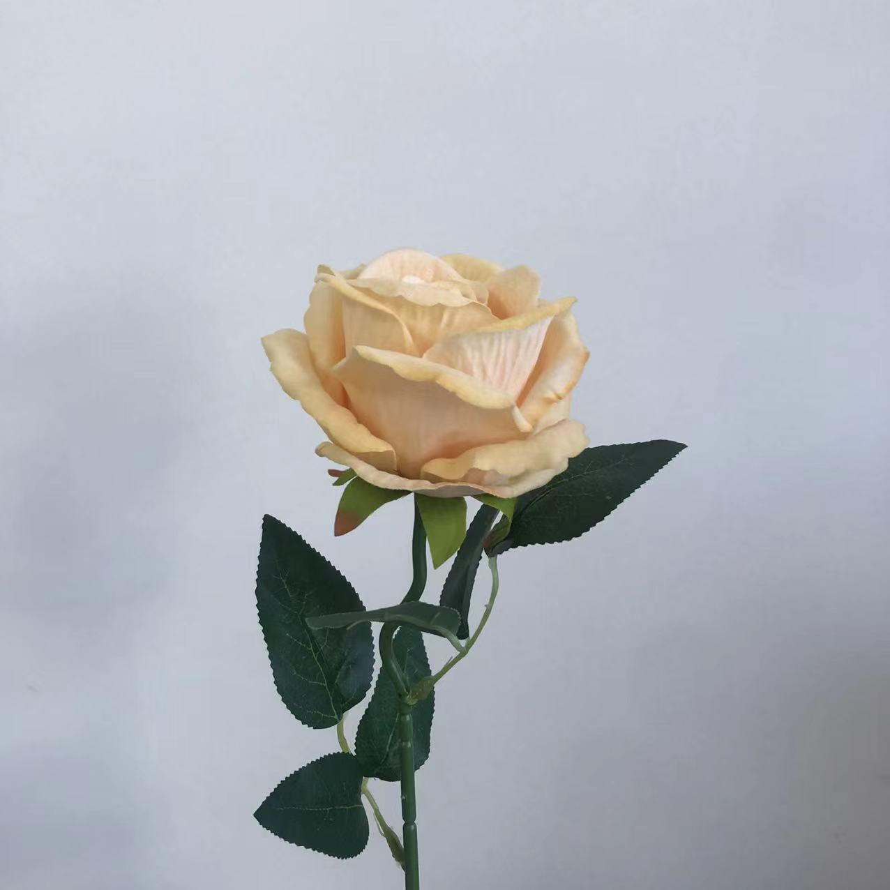 연노랑