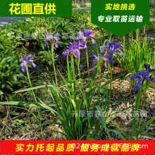 紫花鸢尾东北辽宁供应蝴蝶兰花苗绿化工程庭院花坛草花蓝花鸢尾花