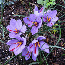 һ�����l�ͺ��Ͱ����a���������ܷ��t���N������ͥԺ���@ֲ���׻�