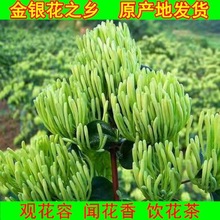 四季金银花树苗盆栽地栽泡茶食用药用阳台客厅庭院南北方种植耐寒