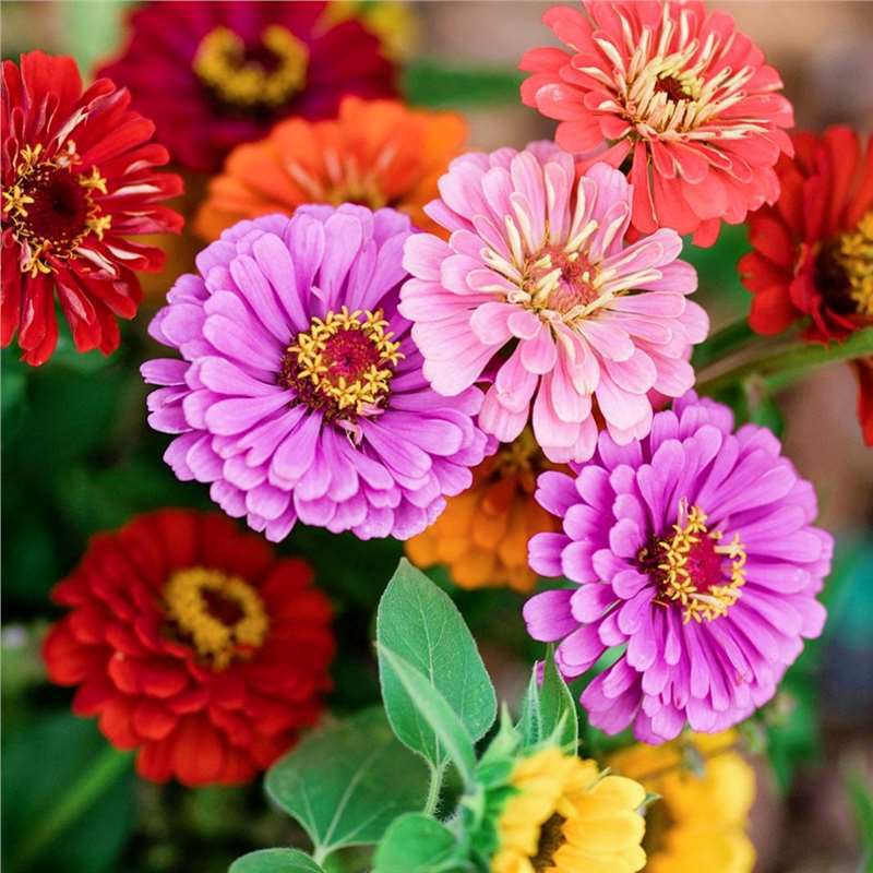 百日草花籽百日菊步步登高花种子重瓣易种耐热春夏天种的花种籽子