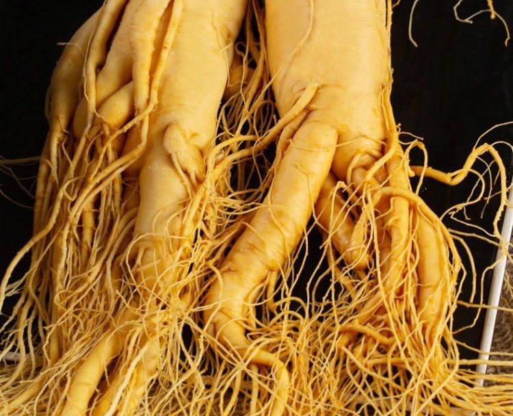 Fresh Northeast Ginseng Root Vacuum Packed Changbai Mountain Ginseng for Wine Soaking 20g overview