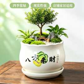 八方来财陶瓷花盆带托盘简约中式盆景盆室内绿植种植盆多肉盆批发