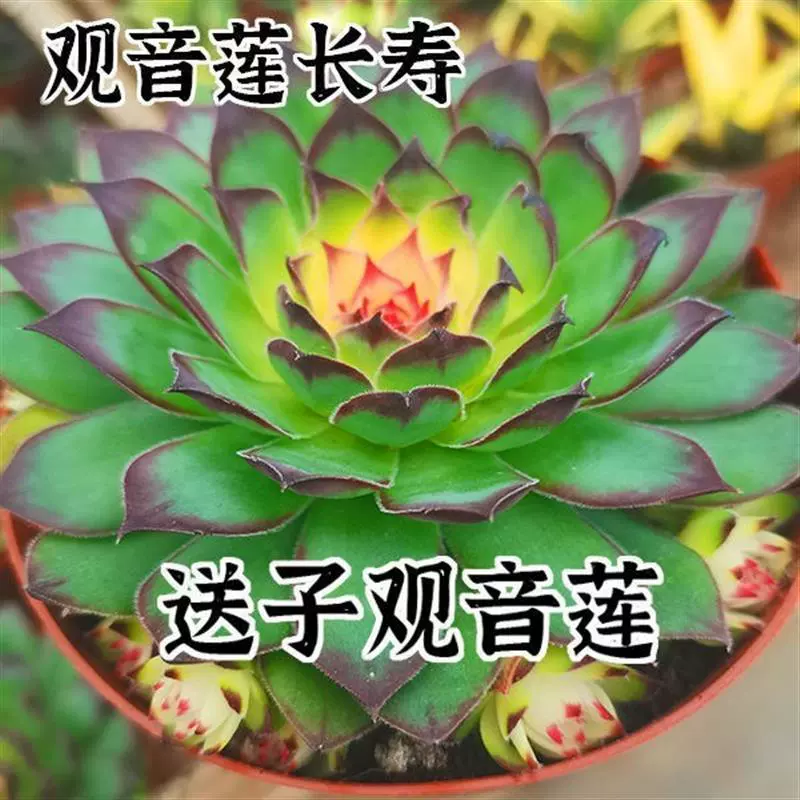 Лотос Гуаньинь, долговечность Лотос Гуаньинь, очищает воздух, поглощает формальдегид, цветы, горшечные растения на балконе, офис