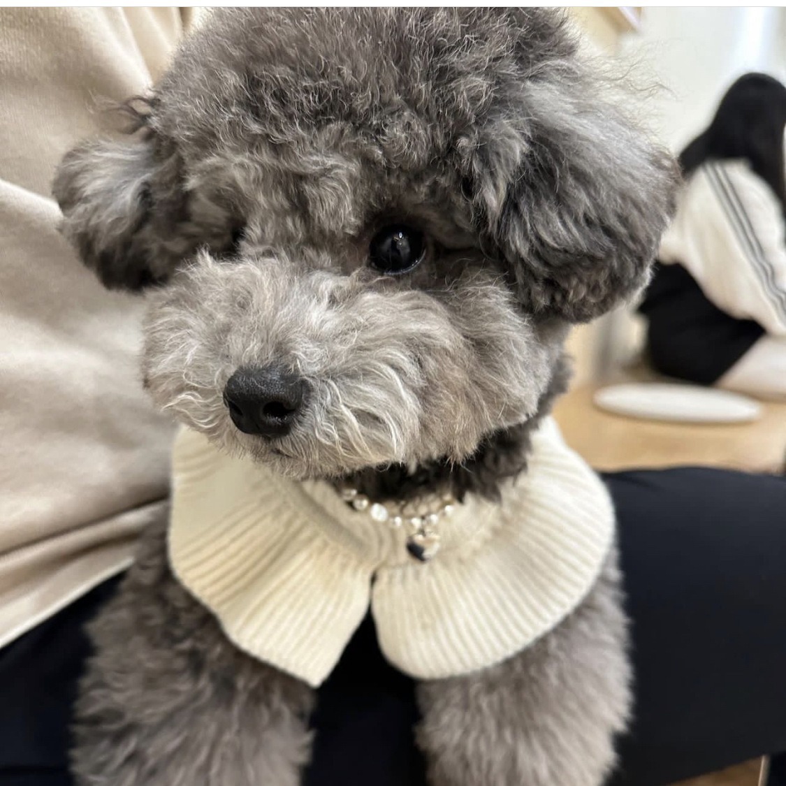 En stock Navidad invierno Nueva gama alta perro mascota de la Cachemira loto collar suéter suave ropa de lana