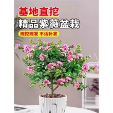 ��ޱ����������С���҃����̨�͟�ľ�������辰ͥԺ���@�����Gֲ