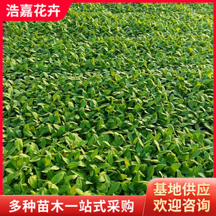 ����ţѨ�����·���^�r��ݻ����̹�����[ֲ�� ��ţ������ţ��