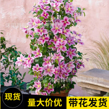 铁线莲爬藤植物庭院耐寒绿植花卉盆栽苗乌托邦银币热室内庭院绿植