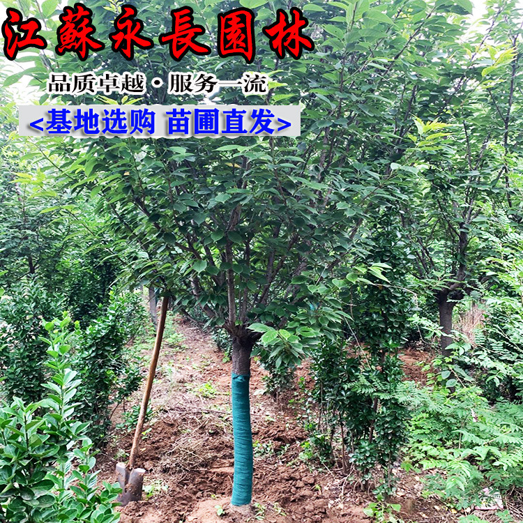 日本早樱晚樱树苗批发 绿化工程花木庭院观赏行道点缀室内盆栽