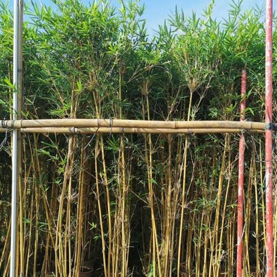 竹 羅漢竹 剛竹 佛肚竹 雷竹 孝順竹 綠化竹 觀賞竹