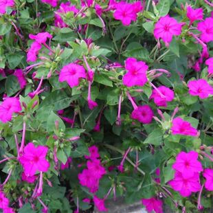 Flower Seed Seed Mirabilis Seed Thunder Flower Evening Fragrance Seed Balcony Potted Garden Four Seasons Sowing and Blossoming Continuously
