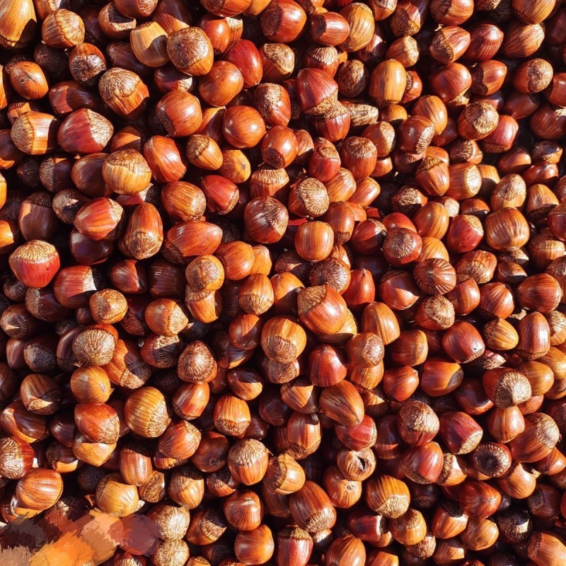 榛子炒熟原味糖炒東北薄皮大2022新貨散裝按需稱重工廠批廠批發