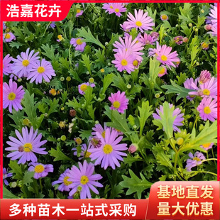 Ji Xiaoju Blooms in All Seasons. Office Balcony Potted Plants with Buds. Small Daisies Bloom in All Seasons. Indoor and Outdoor Florals