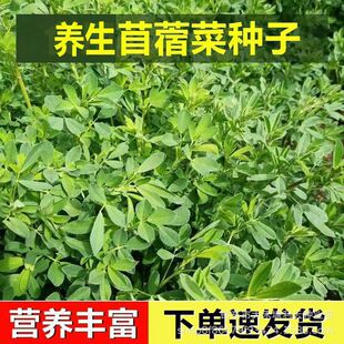 ʳ����ޣ�˷N���B��Ұ�����ļ��ϻ���ޣѿ�ļ�Ұ���������߲˷N��