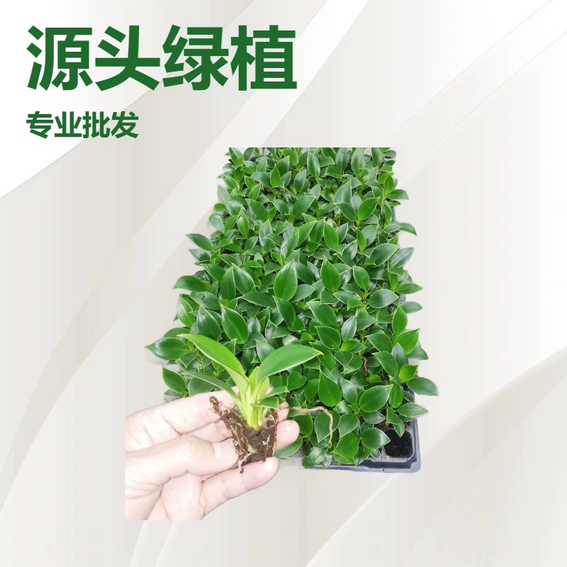 Производители поставляют оптом большое количество лиственных растений, таких как зеленая принцесса, зеленый бриллиант, золотой бриллиант, потово и другие растения, выращенные на заказ, а также рассаду цветов.