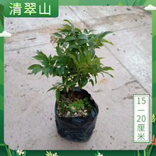 ɳ�ͼΌ���С����100���������󃞻ݚgӭ�������������l��������