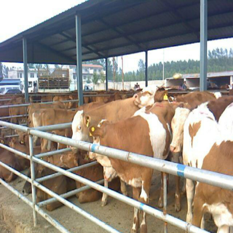 西门塔尔肉牛犊价格 鲁西黄牛肉牛犊价格 肉牛苗市场价格