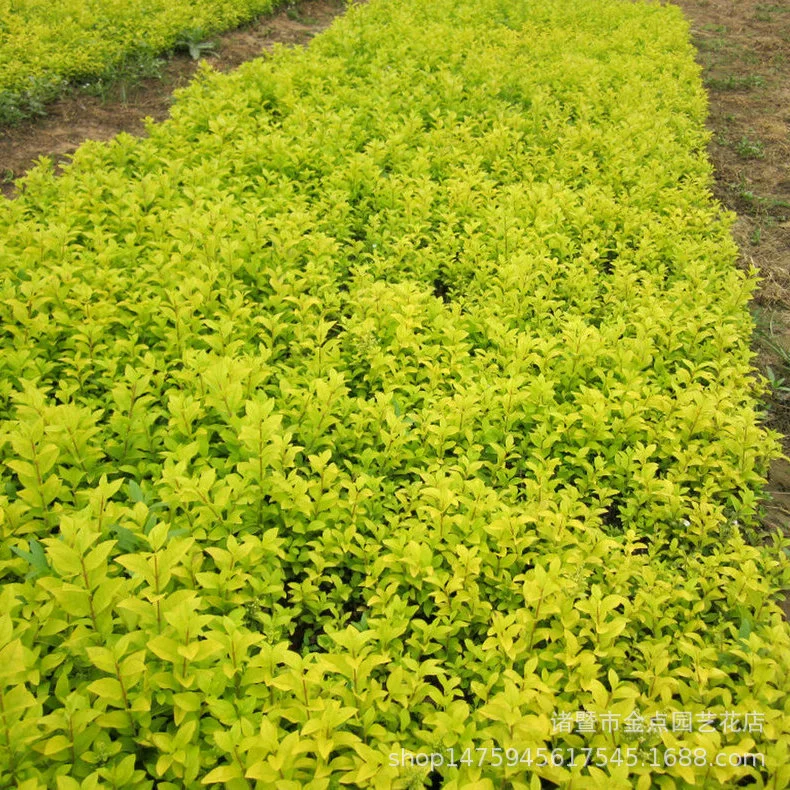 Питомник предоставляет большое количество оптовых проектов озеленения различных спецификаций для саженцев тополя в Пномпене.