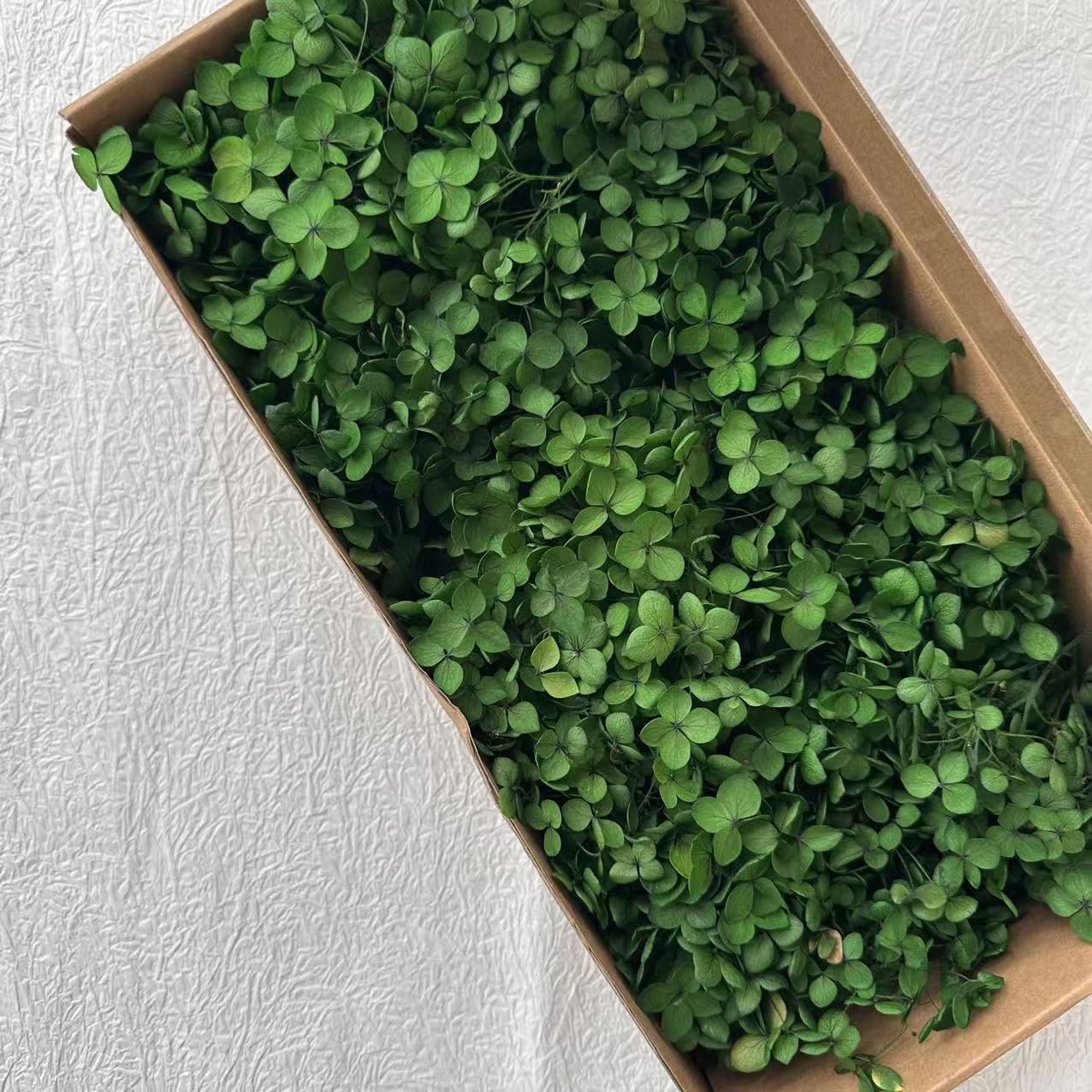Vert absorbant la couleur / 5G en boîte