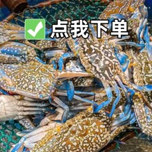 ������ˮ��з���ʝM��6-10ֻ/1���m��з�з�����F�l���r������з