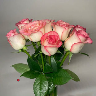 Home Base Durable Water-Resistant Yunnan Kunming Air Transport Elsa Wholesale Real Flower Straight Hair Pink Straight Rose Flowers