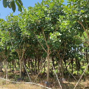 2206���� ���ش�ͩ 12-18cm �t����ͩ �����t ���� ������ �G����