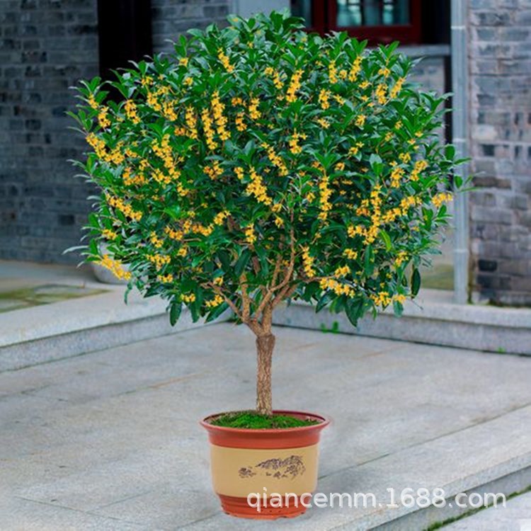 室外浓香型桂花树苗盆栽当年开花金桂丹桂沉香桂庭院地栽量大优惠