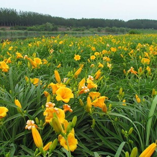 �������l�������ܲݻ��S�����������С��ر��G����̓r���N