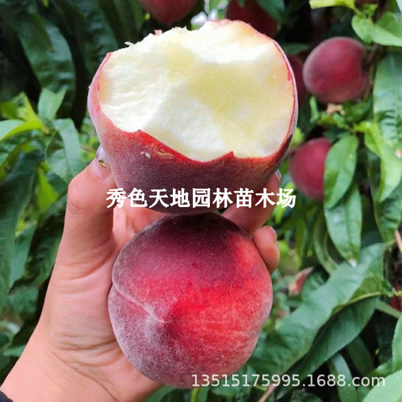 黄桃树苗黄金蜜桃蟠桃苗嫁接水蜜桃血桃桃子果苗盆栽地栽结果树