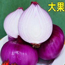 云南水果洋葱10斤新鲜紫皮圆葱蔬菜当季扁大小洋葱头甜味生吃脆甜
