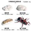 1307 Red Ant growth cycle 4 suits