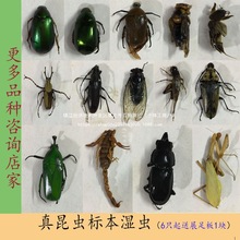 工具DIY学生湿拍摄材料手工标本道具甲虫教具昆虫包装锹虫简易