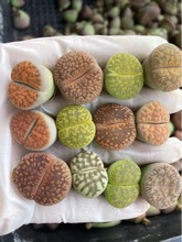 彩色混合生石花1-2cm左右仙人掌仙人球沙生多肉植物基地批发