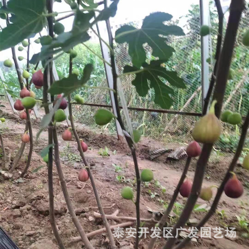 50a72de3177a2c10e3a3348d7ec844