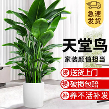 天堂鸟盆栽客厅电视柜室内大型落地绿植真花办公室大叶植物鹤望兰