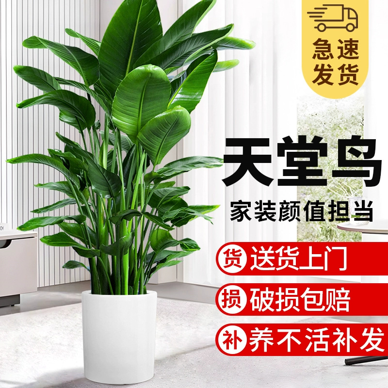 天堂鸟盆栽客厅电视柜室内大型落地绿植真花办公室大叶植物鹤望兰