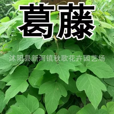 Кудзу Лоза семян склон защиты семян восхождение Лоза семян цветок Лоза восхождение горный склон озеленение Лоза растений консолидации защиты