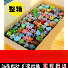 多肉植物组合盆栽稀有套装整箱新款肉肉植物一微景观贵货新手品种