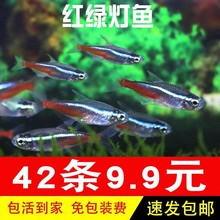 紅綠燈魚50條裝小型燈科魚熱帶觀賞魚斑馬綠蓮燈群游包活到家
