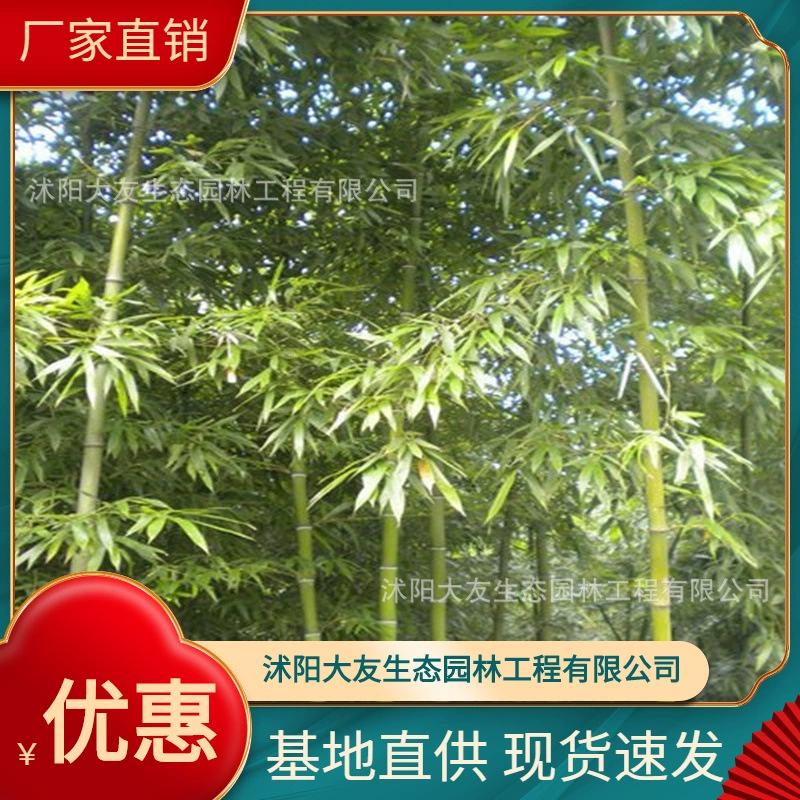 Базовая оптовая продажа саженцев бамбука собственного производства Дворовые растения белый сосочный бамбук