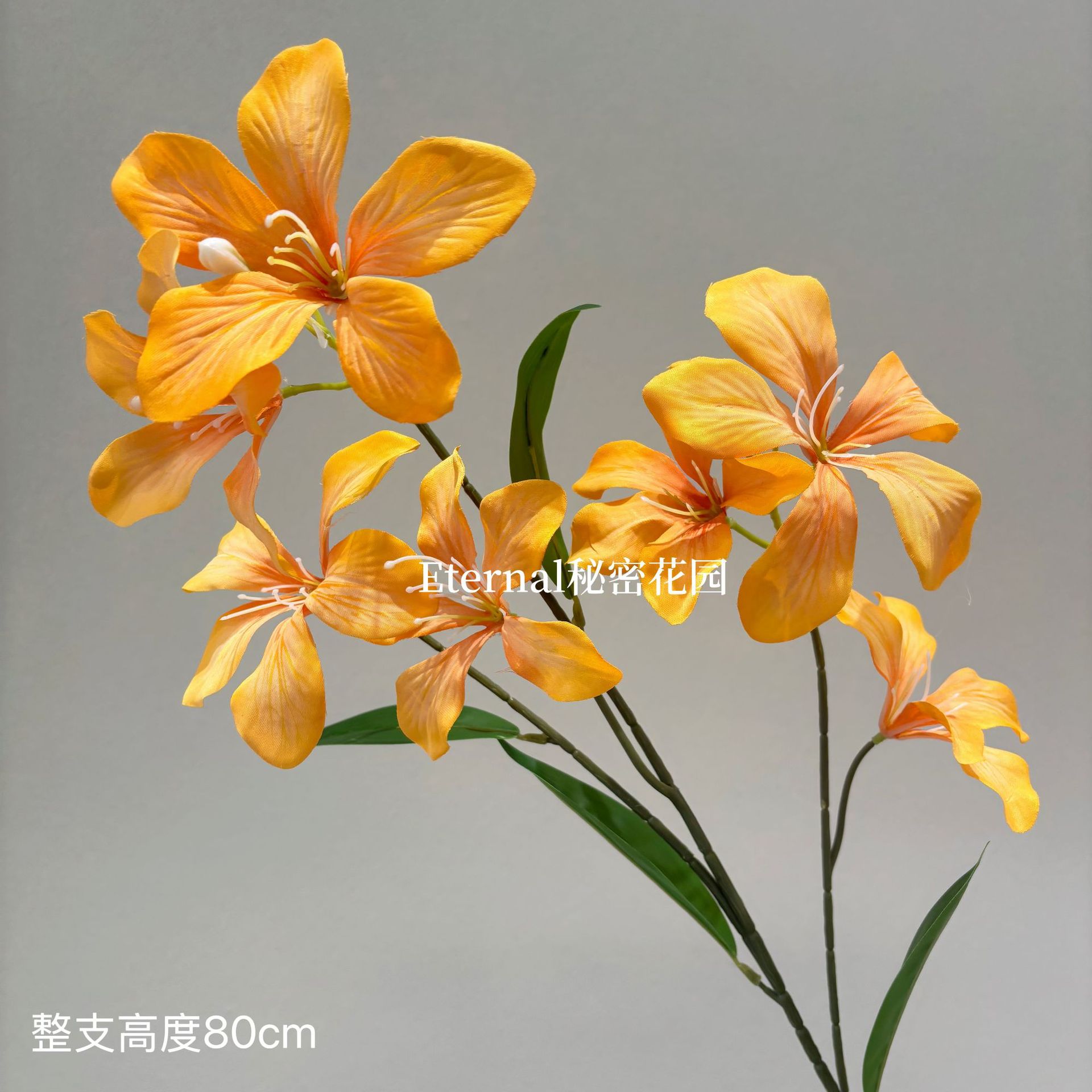 7-headed flame orchid