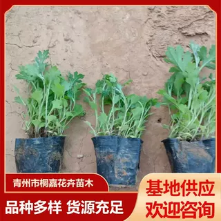 花坛菊花苗地被植物菊苗景观园林花卉地被菊花盆栽批发供应菊花苗