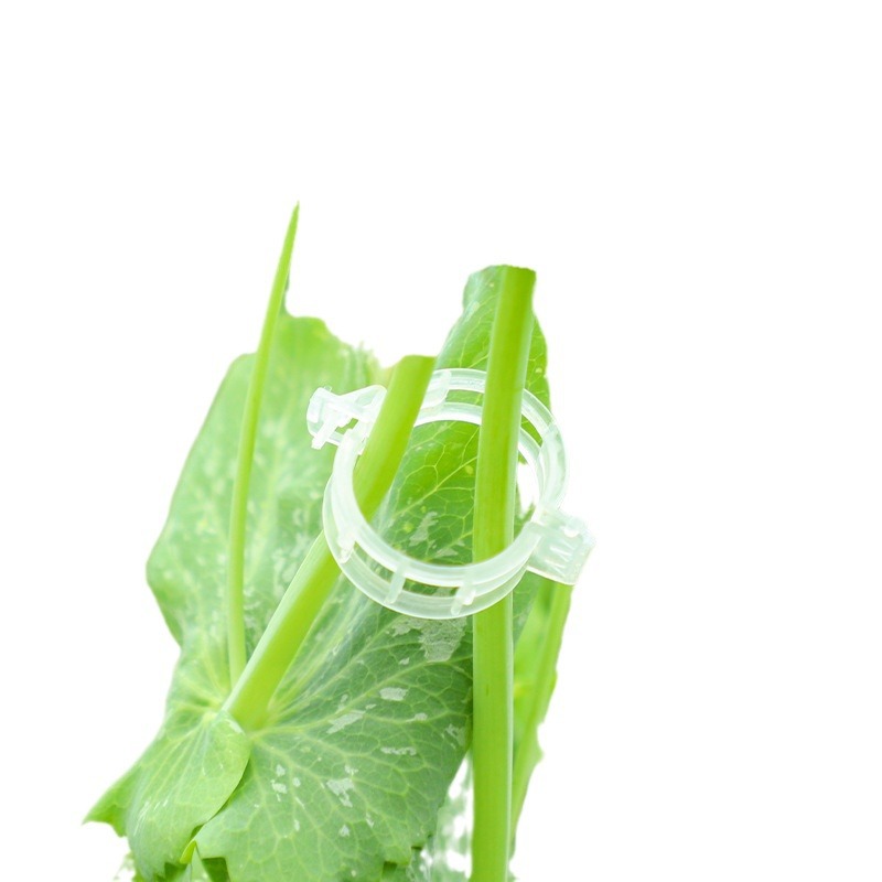 Clip de fijación de plantas de árboles frutales verdes fijador de vid fijador de fijación de vid de plántulas varilla de soporte de escalada de vid de plántulas de frutas y verduras image 6
