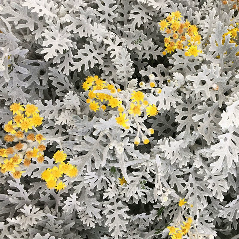 Оптовая Продажа с фабрики подлинный Серебряный лист хризантемы семена цветок морской пейзаж семена Серебряный лист хризантемы 10000 зерен в пакете
