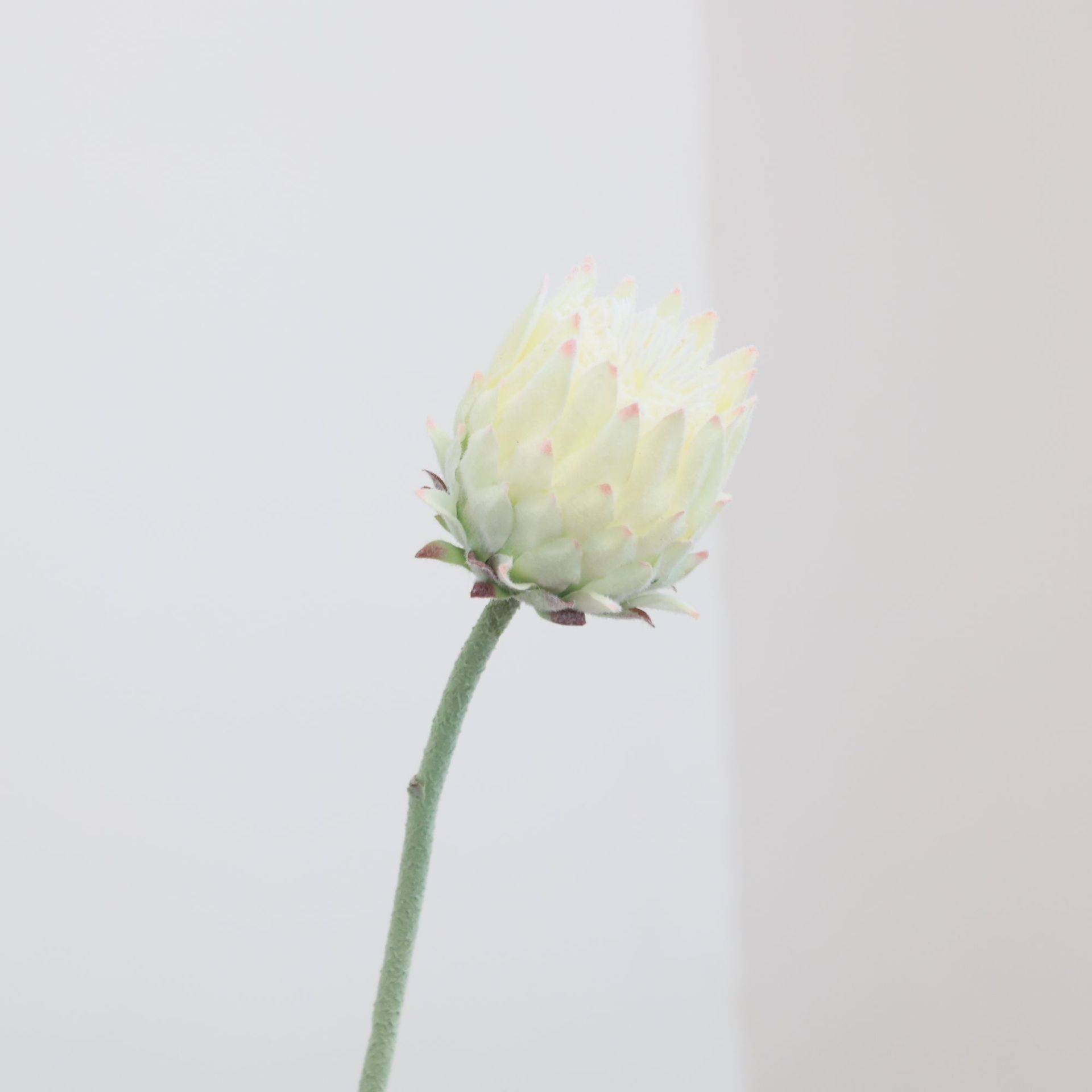 北欧单支帝王花仿真花家居婚庆酒店橱窗装饰花植绒北欧蓟假花跨境详情15