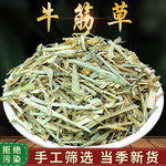 野山牛筋草500g克千金草千人踏路边草牛津草鸭脚草蟋蟀草牛根草真
