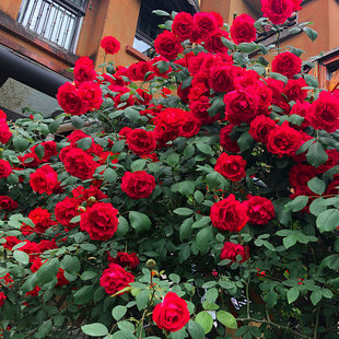 �Nޱ��������_�������ٱ��¼��ش󻨝�������ֲ���ļ��_��������
